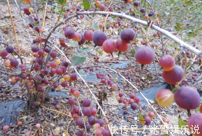 价值|谁还记得这种“虫不爬”的野果?目前价值很高,请珍惜