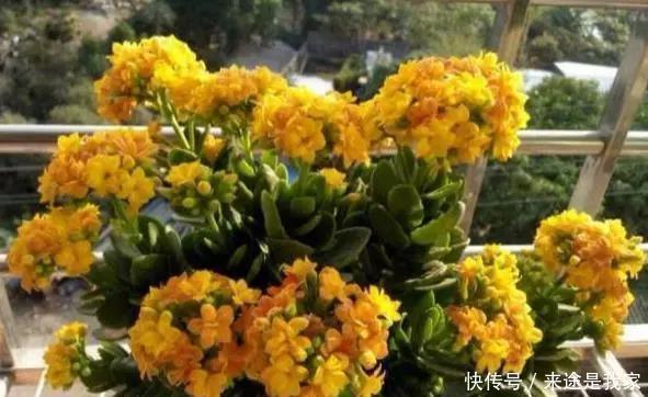 长寿花|家里不知道养什么花好，6种漂亮又好养的盆栽考虑一下