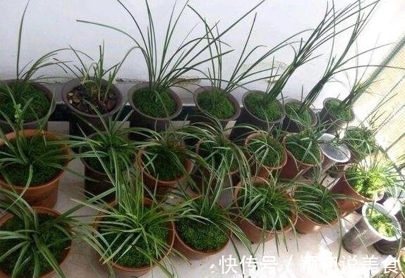 苔藓养兰花的2个妙用,保湿透气又促根,很快冒出水晶头