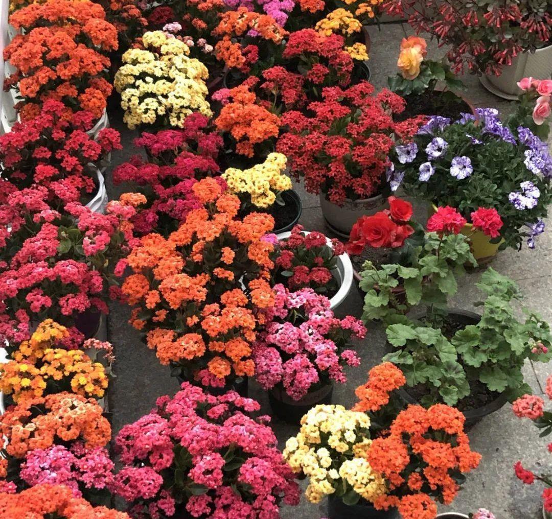 10种“吉利花”，“穷养”才能长大，越挤越壮实，越大越“旺家”