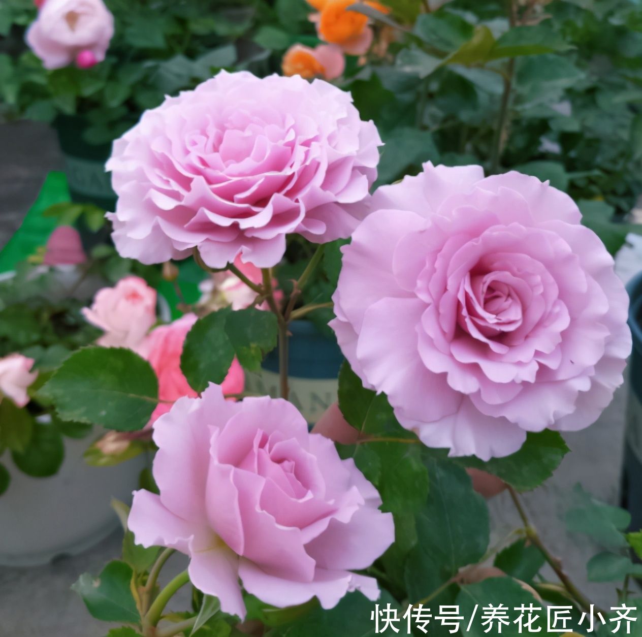 5月养月季指南，把这些“经验”学到，高温之前，还能再开一波