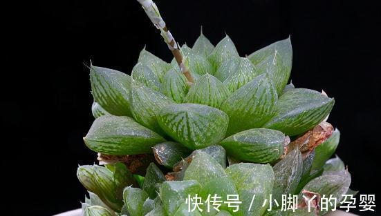 闷养的2种多肉植物,越闷越饱满,越养越好看