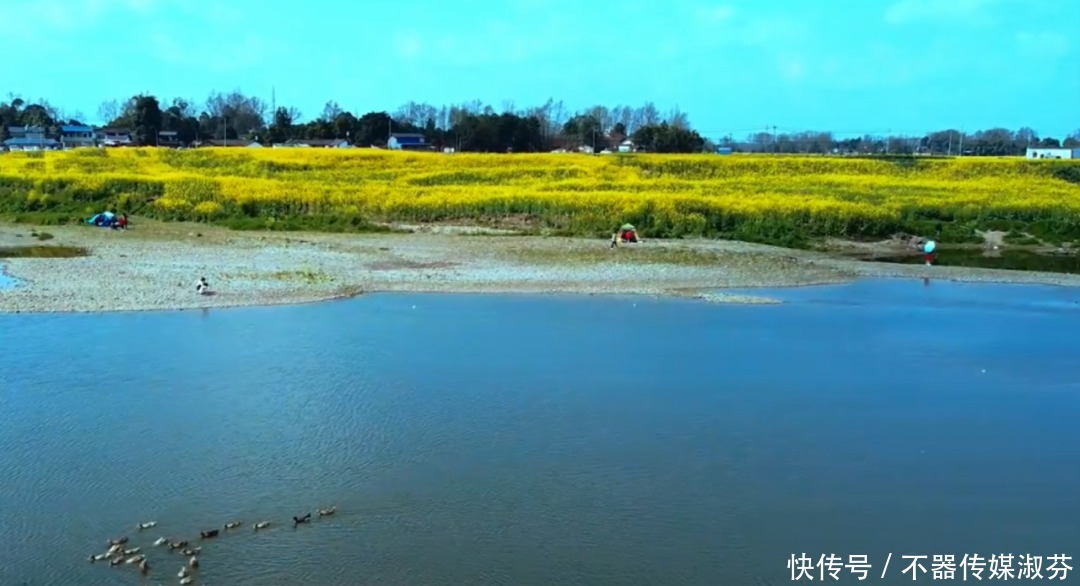 离成都不远，油菜花开满河两岸，千岛花海！