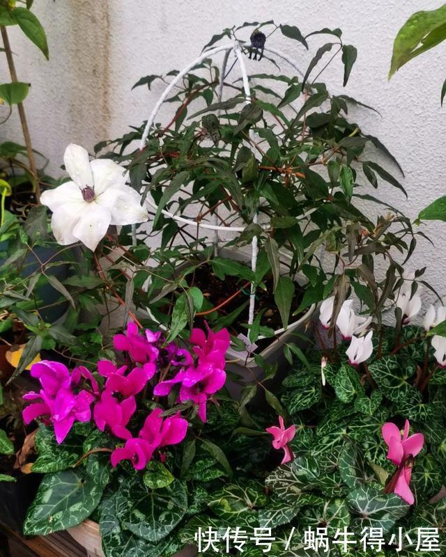 花友来稿|翩翩蝴蝶花还能开180天?看完文章你也可以