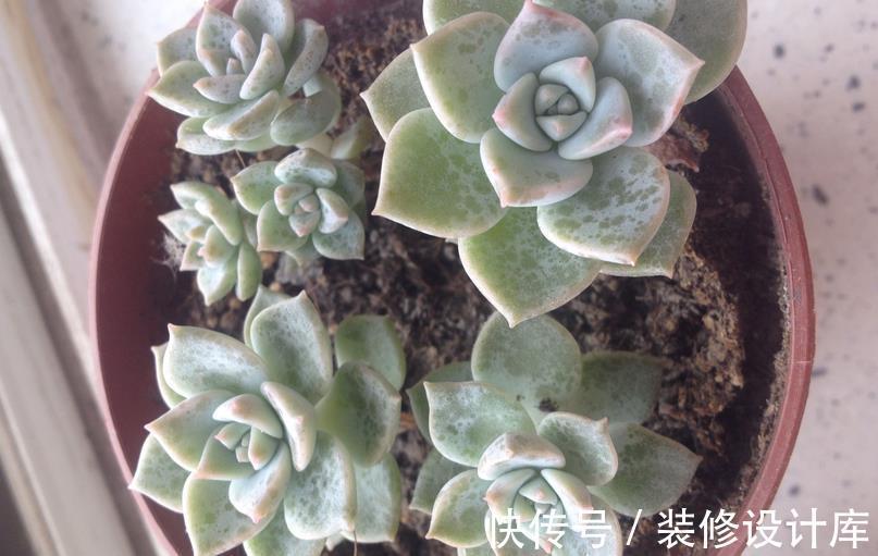 时节|9月养多肉,不要粗心大意,注意这3点盆栽才能平稳生长