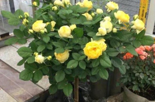 此花造型优美，一棵可开多种颜色的花朵，开花时邻居都羡慕