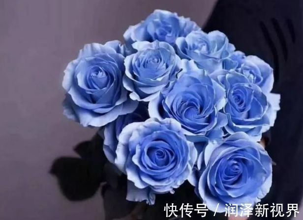 掉蕾|喜欢玫瑰,就养盆“精品玫瑰”冰雪皇后,花瓣立体雅致,高雅纯洁