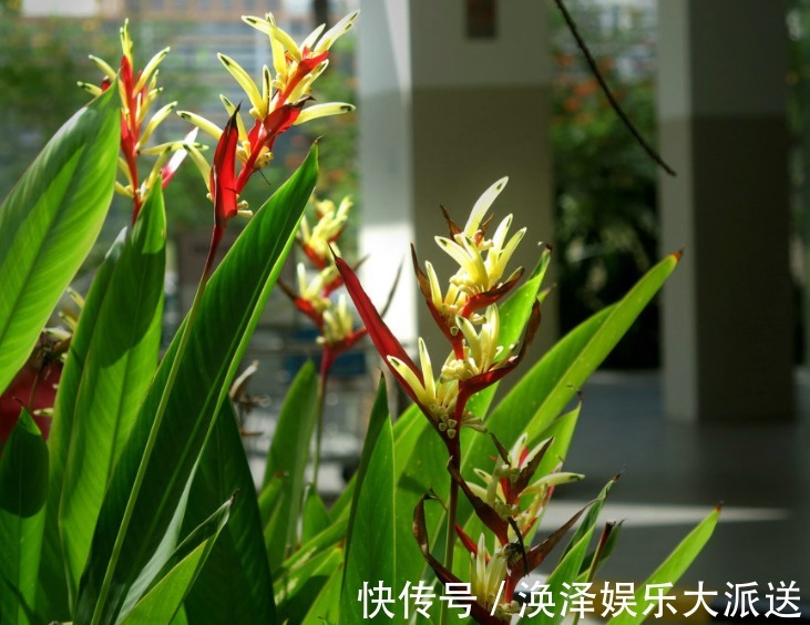 蹭蹭|花型奇特的鹤望兰怎么样,养护的方法看这里,养出的花卉蹭蹭长