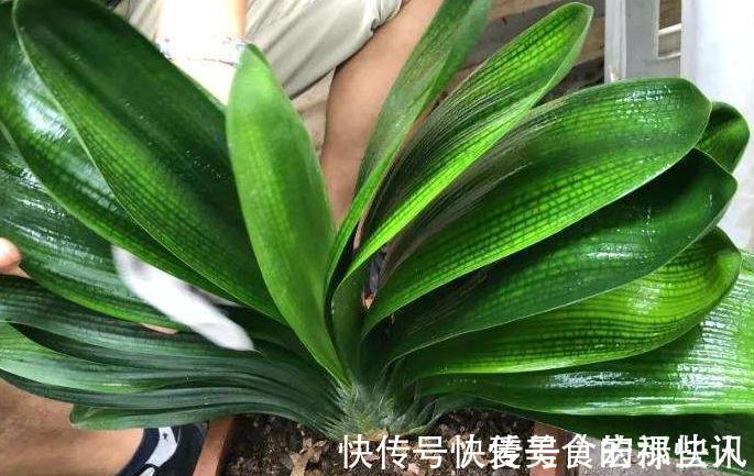腐熟|君子兰容易饿,盆里用3种肥,根系壮,片油绿,开花旺