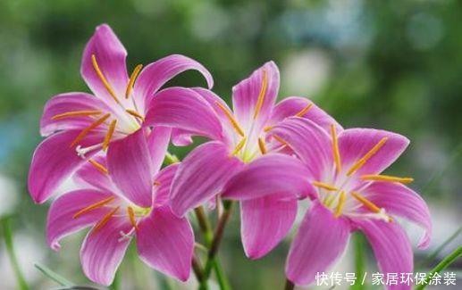 最火爆的4种花，一开就是200天，花朵优雅而美丽