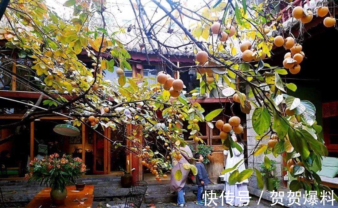 家有五树,儿孙都富!有院子建议栽5种树,看花,收果,寓意吉利