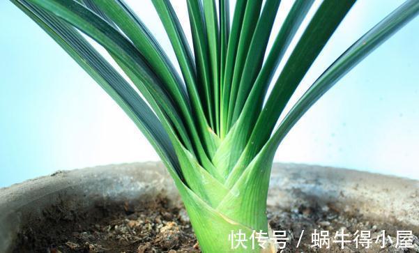 提高君子兰开花率的4种“宝贝”，第一种免费，第四种自己能制作