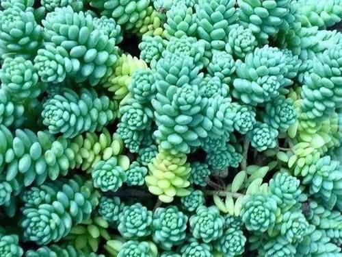 封闭阳台养什么多肉最合适,老花友诚心推荐这12款,省心又漂亮