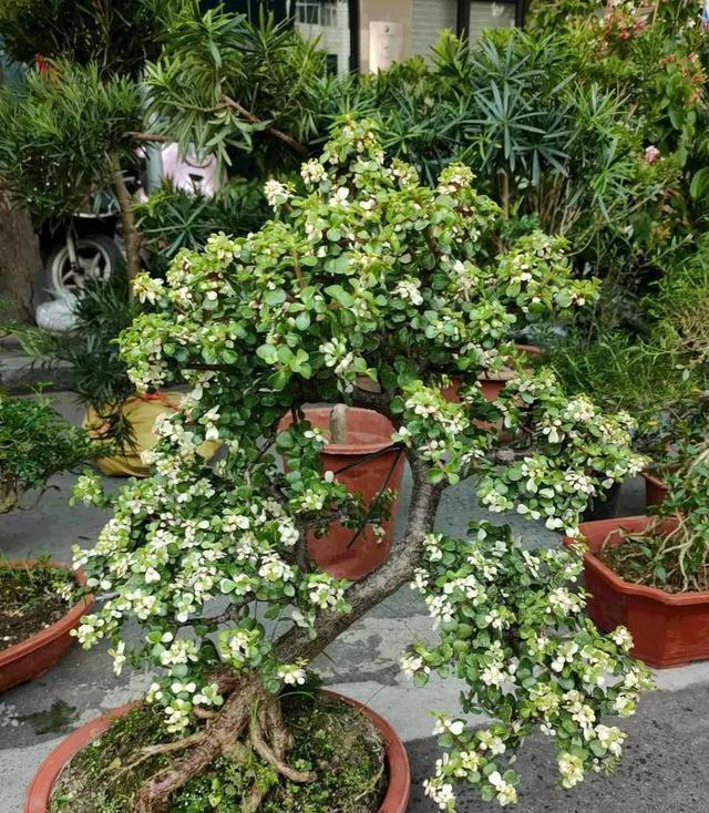 天生“怕水”的15种花，养不好都是因为“太勤了”，别忽视