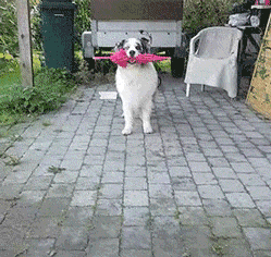 |搞笑段子王:为了一口吃的,猫咪就这么被主人骗了