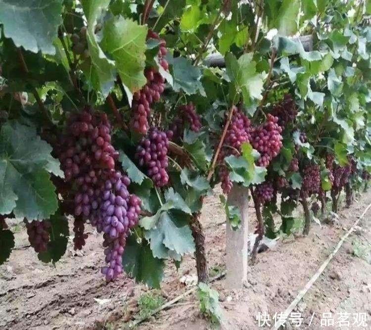 院子里不要乱种树，这6种树不仅能添福旺宅，还能招财纳福