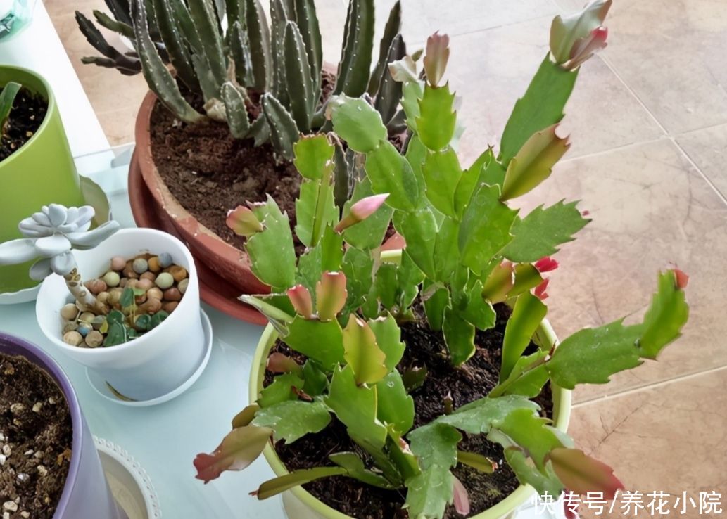 漂亮|5种漂亮的花，天热不影响扦插，半个月就能生根成活