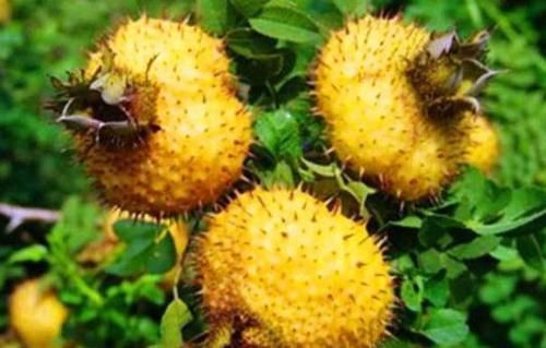 果蔬菜|超市最常见的3种食物,营养丰富、延缓衰老,好吃又不贵!