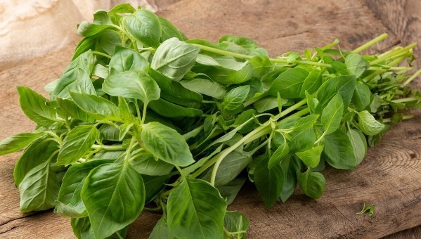 野菜|春天挖野菜,送你56种野菜大图片,带你见识不同的野菜和吃法