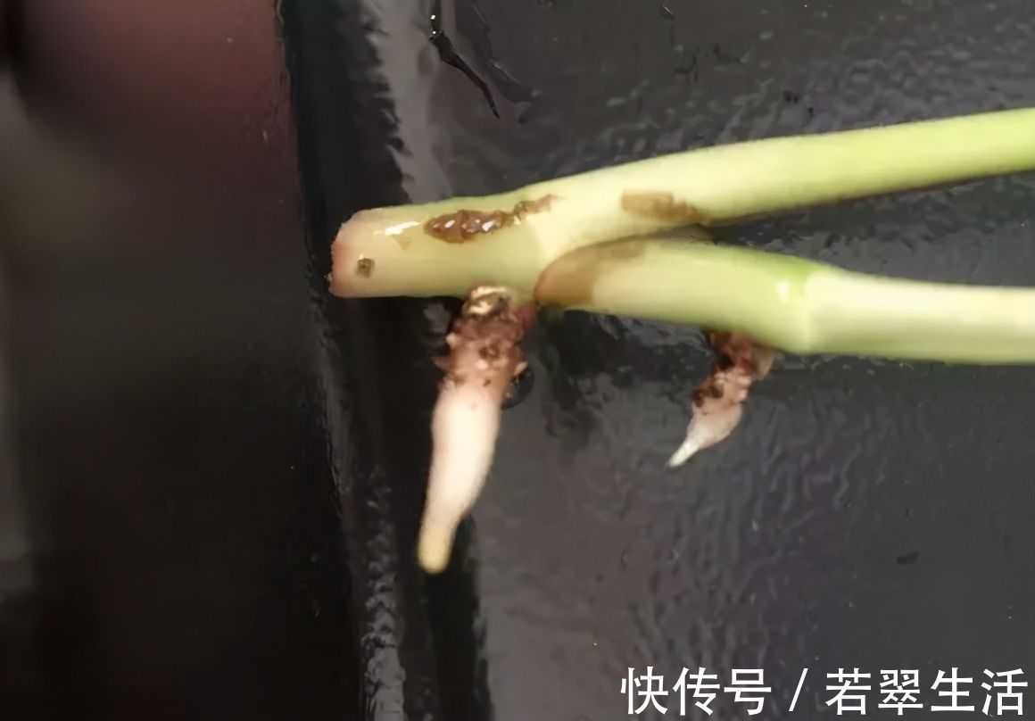 绿萝|养花就得学会“捂”,用塑料袋捂一捂,冒出满盆花苞