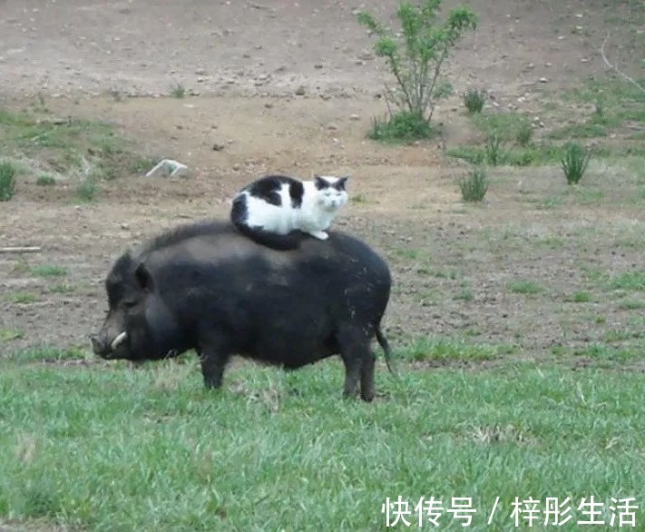 我是谁|他用手工雕塑高度还原魔性动物表情包,这画风也太搞笑了吧!