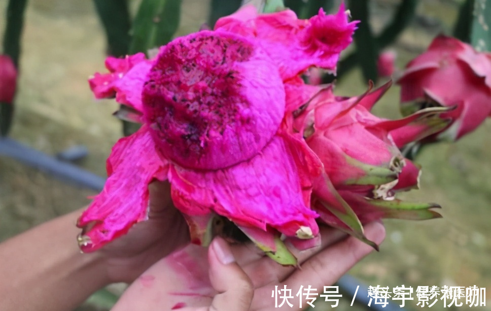 养血|女性不想变黄脸婆,不妨常吃此物,清热解毒,养血驻颜,好处多多