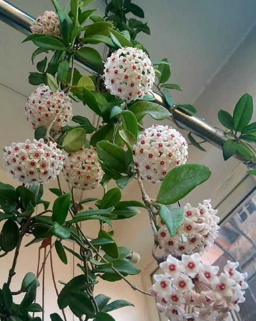 新手|开花最勤快的盆栽，年头开到年尾，花色喜庆，养护容易，适合新手