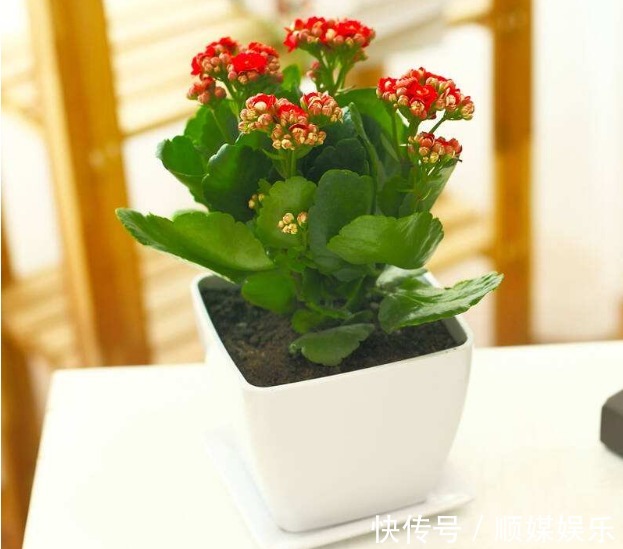 养好长寿花,这“2步”一定不能少,轻松开成大花球,花朵俊秀美