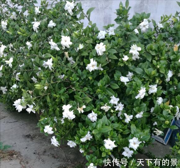 修剪|栀子花养了好几年，就是不开花，4个错误，看你占几个