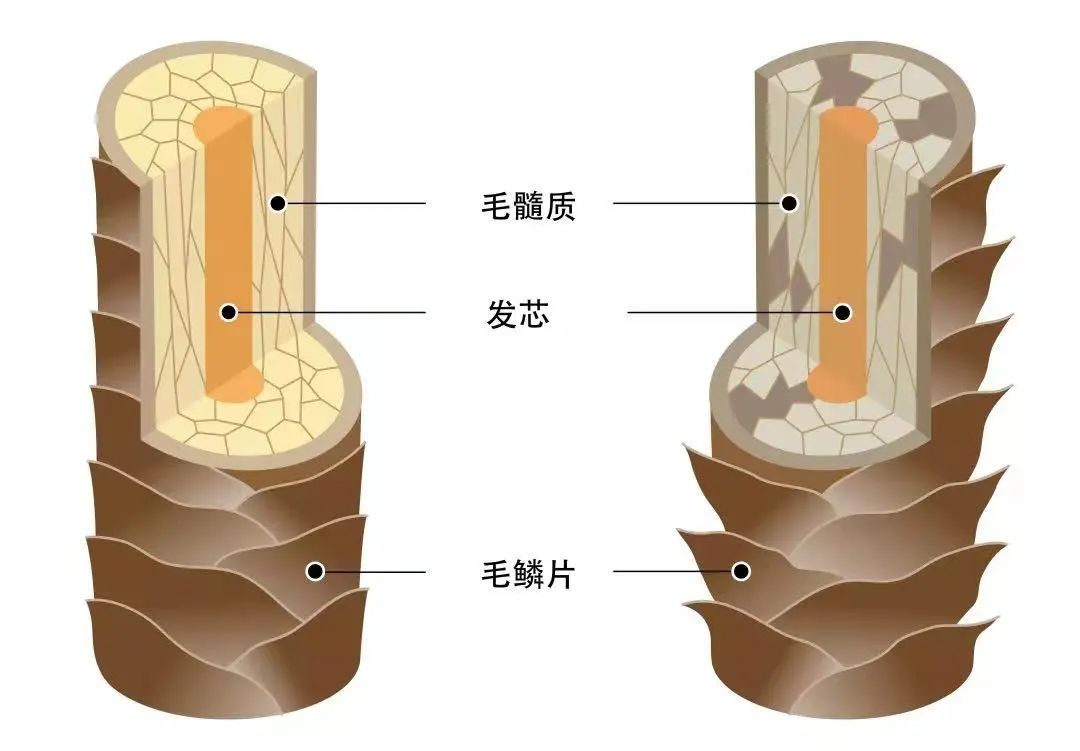 头皮 油头、脱发、有头屑怎么选洗发水？看完这篇就知道了