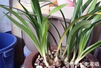 兰花长得像草,叶片干黄,赶紧此样做,入秋注意3点,长势旺