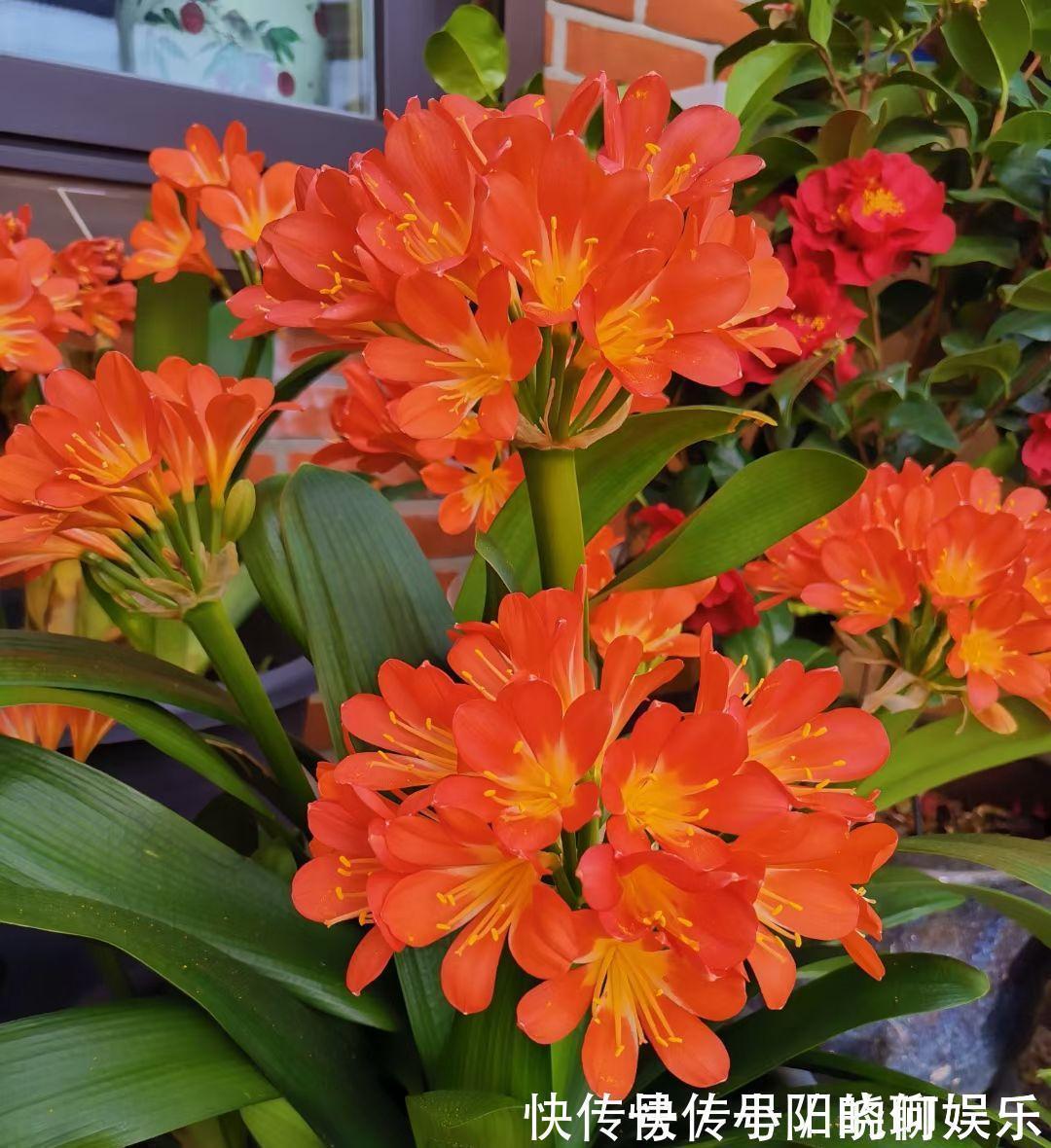 6种漂亮花,都有“好寓意”,喜欢的话养一盆,吉祥又大气