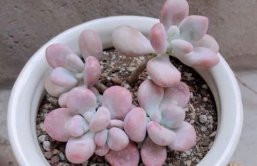 多肉桃蛋叶片发皱？建议不要连续浇水，要不然你很可能会收空盆哦