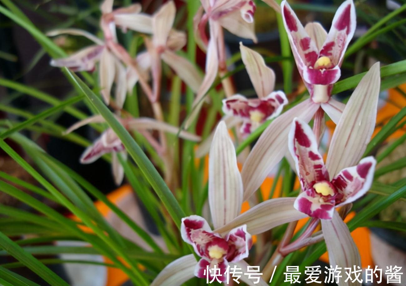 杂交兰花|开花酷似兔子耳朵,曾价值30万1苗,带你认识兰花玉兔彩蝶