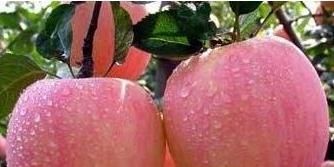 用途|把苹果放进冰箱冻一冻,竟有那么神奇的用途,现在知道还不晚