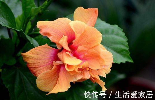 花朵|8月14日-8月29日,庭院选这几款花,花姿妖娆,花朵清新优雅