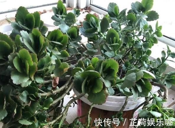 养花|新人养花想得心应手,需注重3个小技巧,掌握到位养啥花都不难