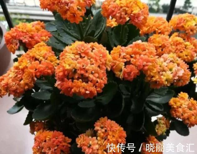 生长肥|长寿花开花期间要施肥吗,施什么肥好