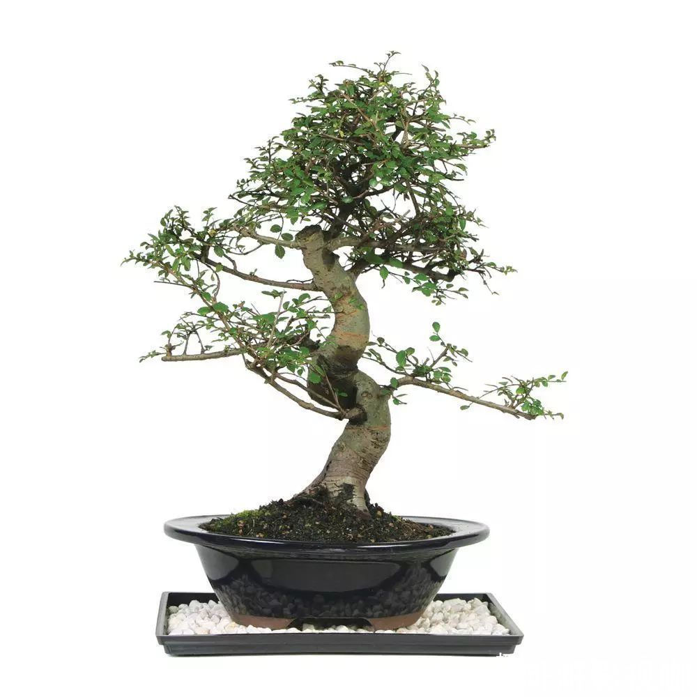 铜线|特别适合新手养的榆树盆景,养室内也能生长良好