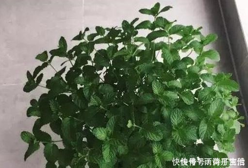 植物|花草在家养,哪种植物好看又好养这5盆,一些还可以吃呢
