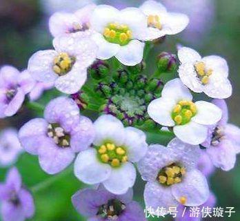 农历10月初4立冬后,养什么花?以下3种花,镇宅纳福富贵平安