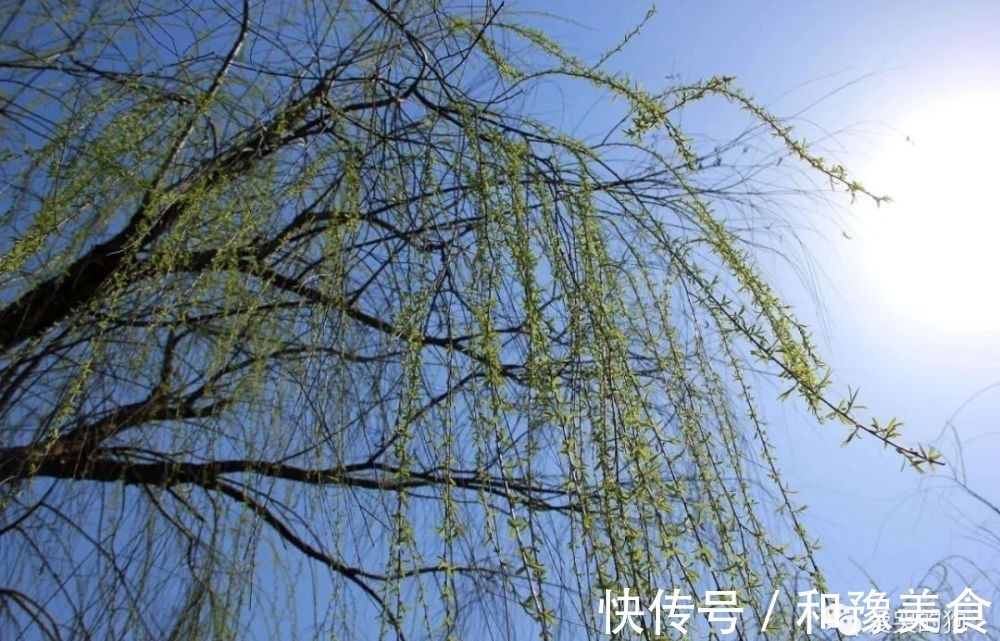 诗人#曾巩的咏物诗别具一格,这首经典的《咏柳》,每一句都有深意