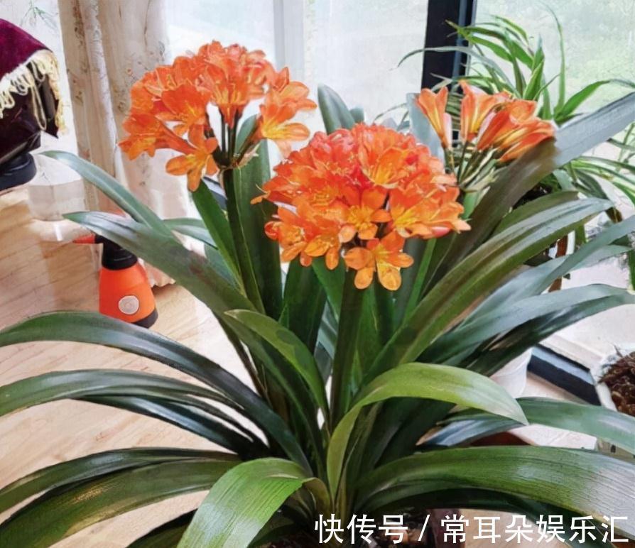 浇水|4个“因素”影响君子兰开花，如果操作不当，就会出现“夹箭”