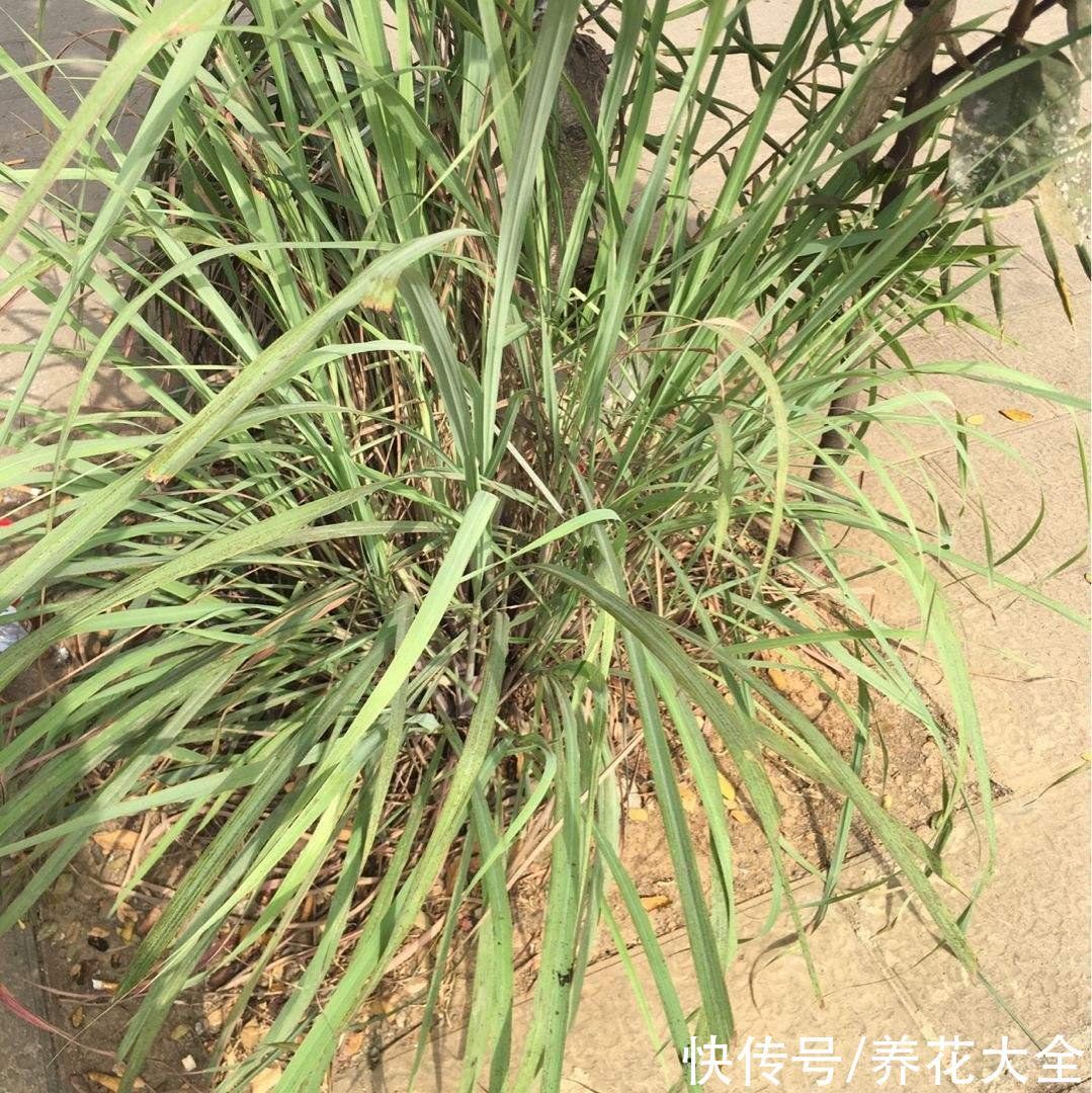 卫生间里养盆“除臭花”,既杀菌消毒,味道清香好闻