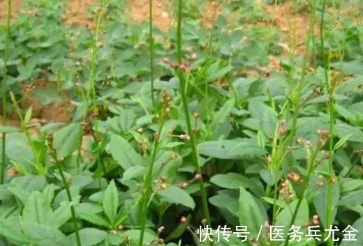 人参|农村一种野草酷似人参,叶子当菜吃,殊不知根才是稀罕物