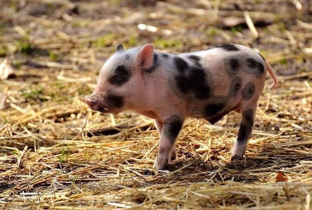 进口冷冻肉类总是出问题,却不会停止进口,真正“心机”在这2点