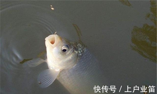 冬季钓鲫鱼,饵料轻而且小,调漂有这3种方法,中鱼率全都非常高