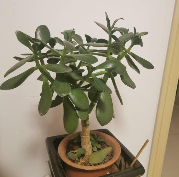 玉树|养好玉树,记住4句话,枝子多杆子壮,变成造型美美哒老桩