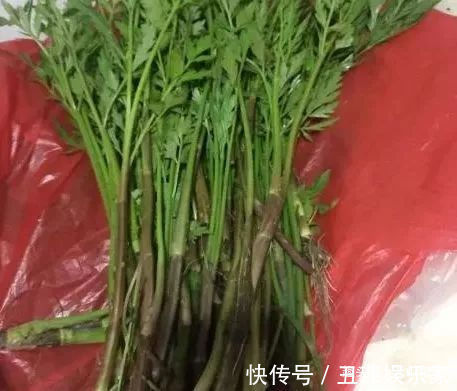 野菜|农村常吃的几种野菜,城里人当“稀罕货”,10元一斤不一定买得到