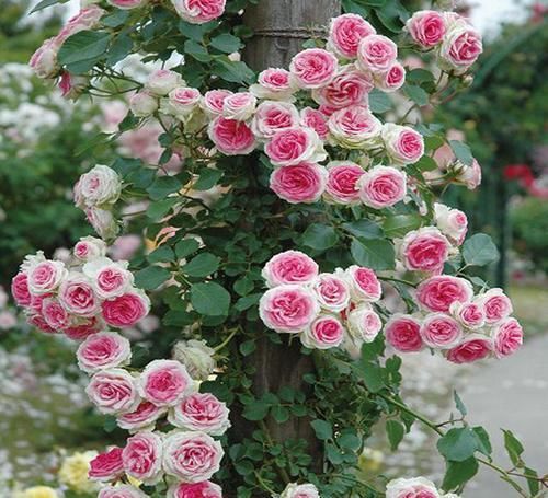  品种|邻居们都羡慕的月季，从不生病，四季都开花，花开双色，花量巨大